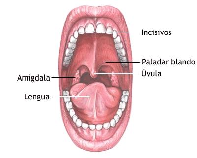 o 2 2. INGESTIÓN 2.1. Cavidad bucal La boca es la entrada al aparato digestivo.