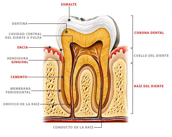 En la boca se encuentran la lengua y los dientes y en ella vierten sus secreciones las glándulas salivares.