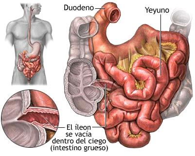 Intestino delgado El intestino delgado se inicia en el píloro y termina en la válvula ileocecal, por la que se une a la primera parte del intestino grueso.