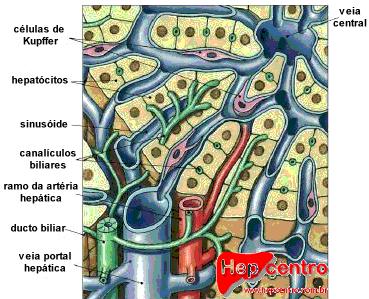 o 6 4.3. Hígado El hígado es una glándula de 1,5 kg de peso; es el mayor de nuestros órganos internos.
