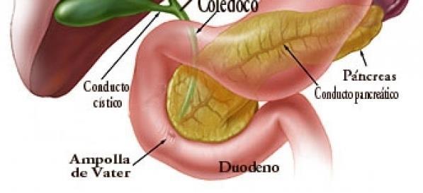 o 7 La bilis producida por el hígado se almacena temporalmente en la vesícula biliar desde donde es liberada cuando el alimento llega al duodeno.