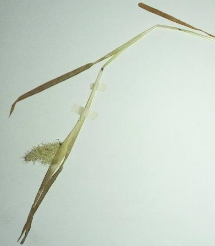 Calamagrostis