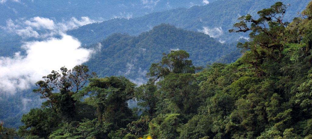 Objetivos: Proteger los bosques y sus valores ecológicos, económicos y culturales (3.5 millones de hectáreas).