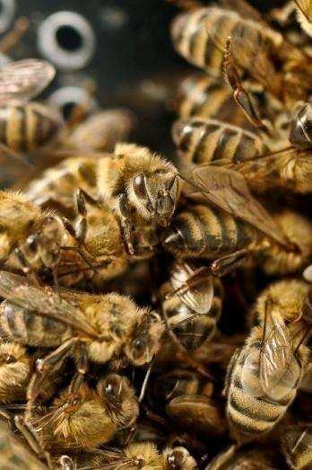Muestras recogidas (1) Muestra Sistemática de abejas 300 abejas por colonia para detección de Varroa(Enviar al laboratorio de la CCAA) 60 abejas por colonia para detección de DWV y ABPV(Enviar