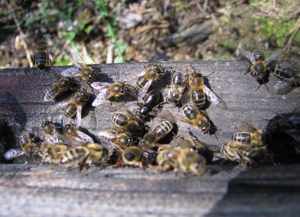 suficiente, se muestrearán por separado y se diferenciarán de las abejas