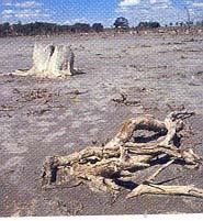 SEQUÍAS El mal manejo de la tierra hace que las sequías y la desertificación vayan en aumento.