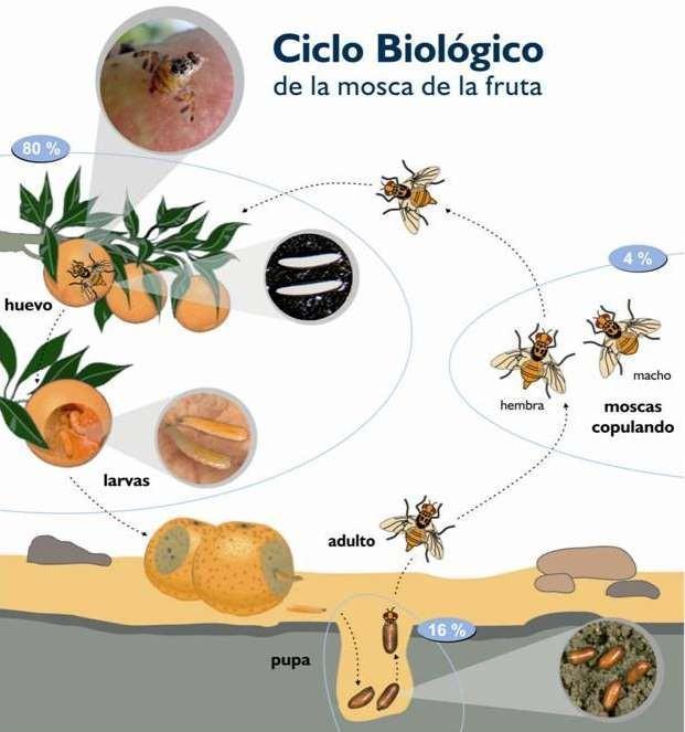 Figura 1. Ciclo de vida de la mosca de la fruta. Fuente (Cesavetam, 2014). 3.2.6. Géneros de importancia en Tephritidae A.