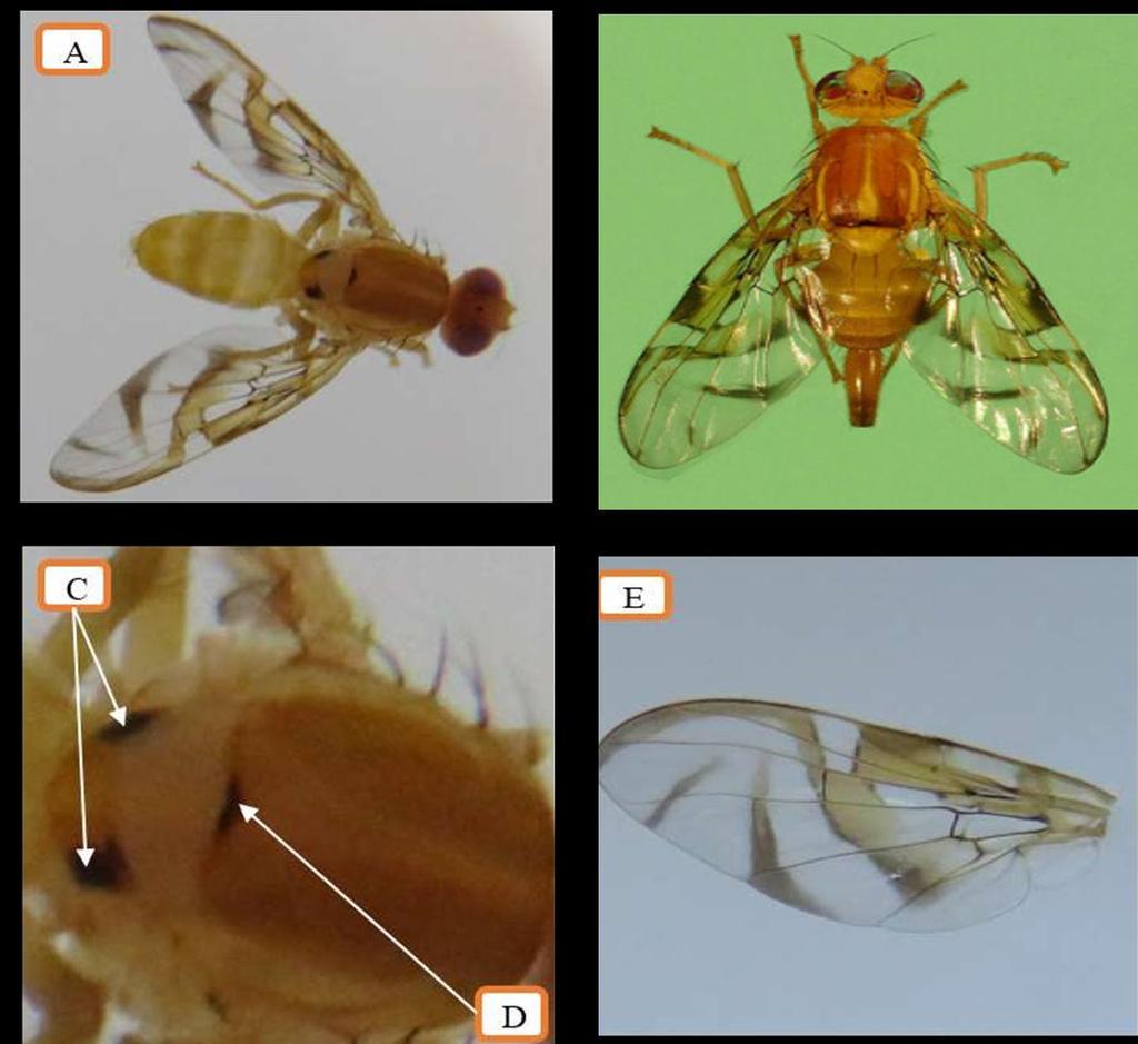 (B) Vista general del ala: banda marrón amarillentas; bandas Costal y S ligeramente unidas en la vena R4 + 5, bandas V completa, poco separada con la banda en S (C) Imagen de mosca de la fruta macho.