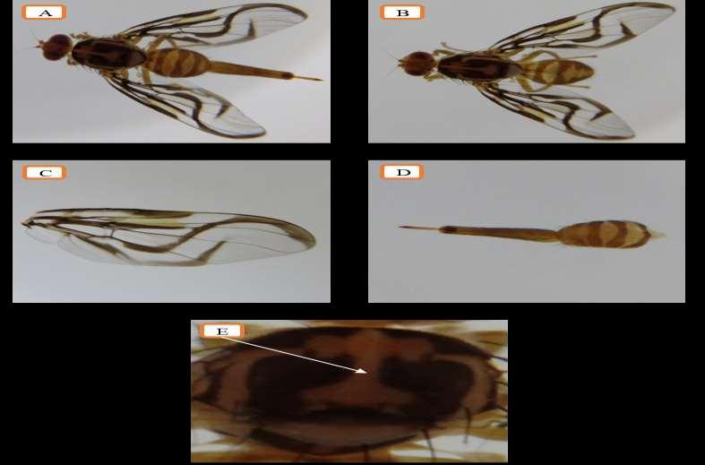 el abdomen; (A) Imagen del macho de mosca de la fruta. (B) Hembra adulta de mosca de la fruta. Ovipositor más corto que el abdomen.