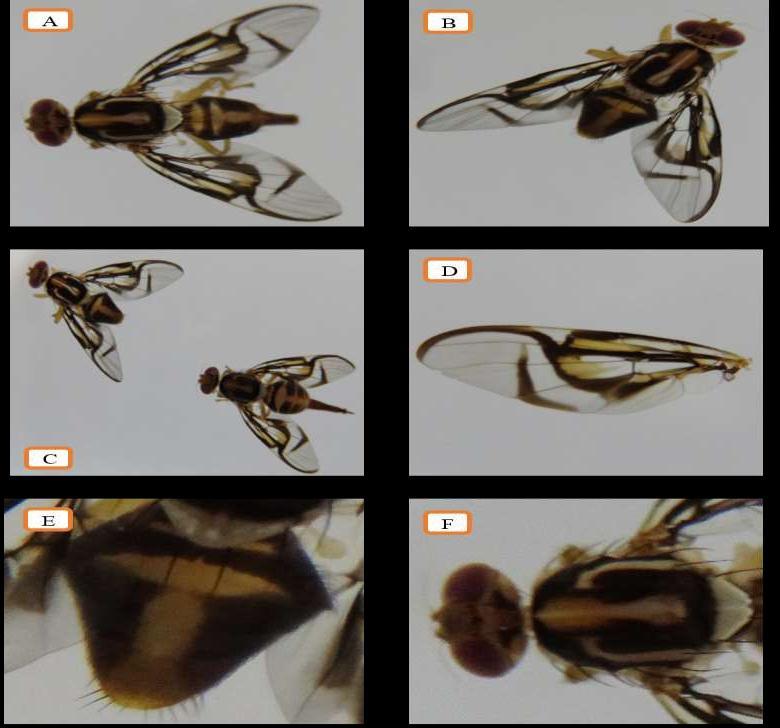Especies de mosca de la fruta recuperadas en hospederos de caimito y zapote. Figura 11.