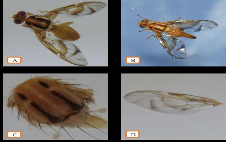 Especies de mosca de la fruta recuperadas en hospederos de guayaba Figura Figura 12. 14. Morfología Morfología de de Anastrepha Anastrepha striata.