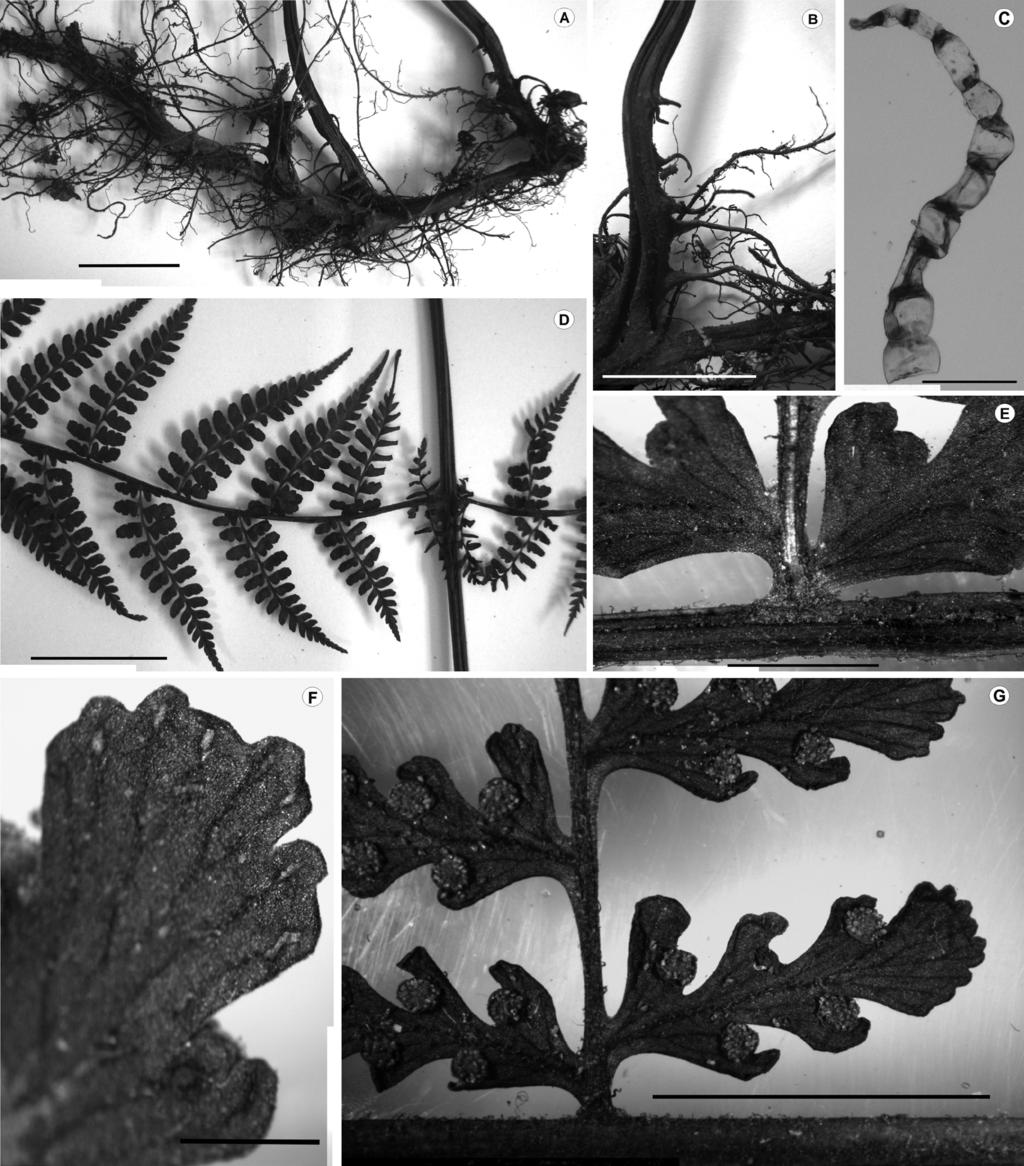 DARWINIANA 50(2): 332-338. 2012 Fig. 1. Dennstaedtia dissecta. A, rizoma. B, raíces en la base del pecíolo. C, tricoma catenulado presente en el pecíolo, el raquis y las cóstulas.
