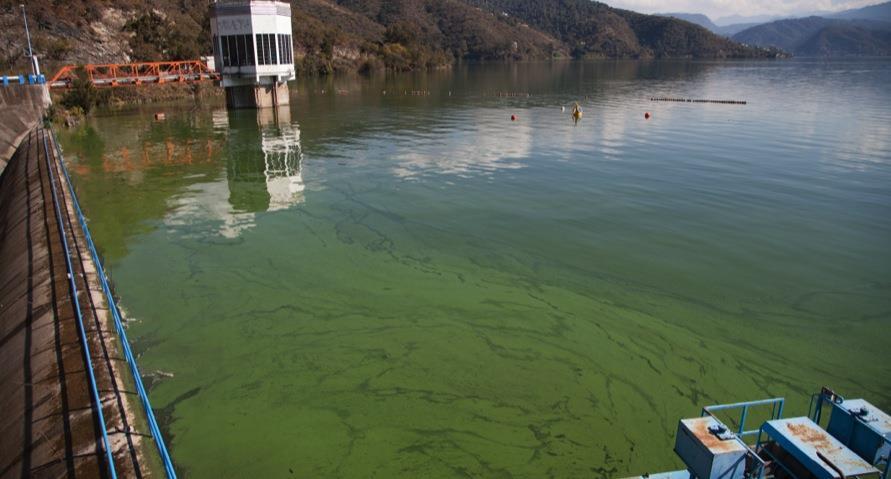 Problemática Florecimiento de algas por contaminación