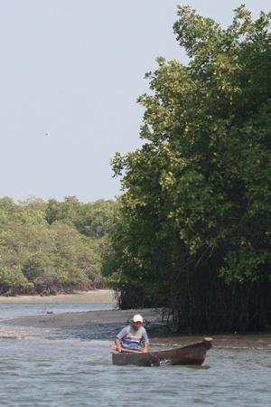 experiencias sobre recuperación y restauración de manglares que han sido afectados o