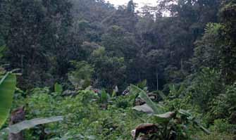Selva Espinosa: Comunidades vegetales localizadas en climas secos y que están constituidas principalmente por