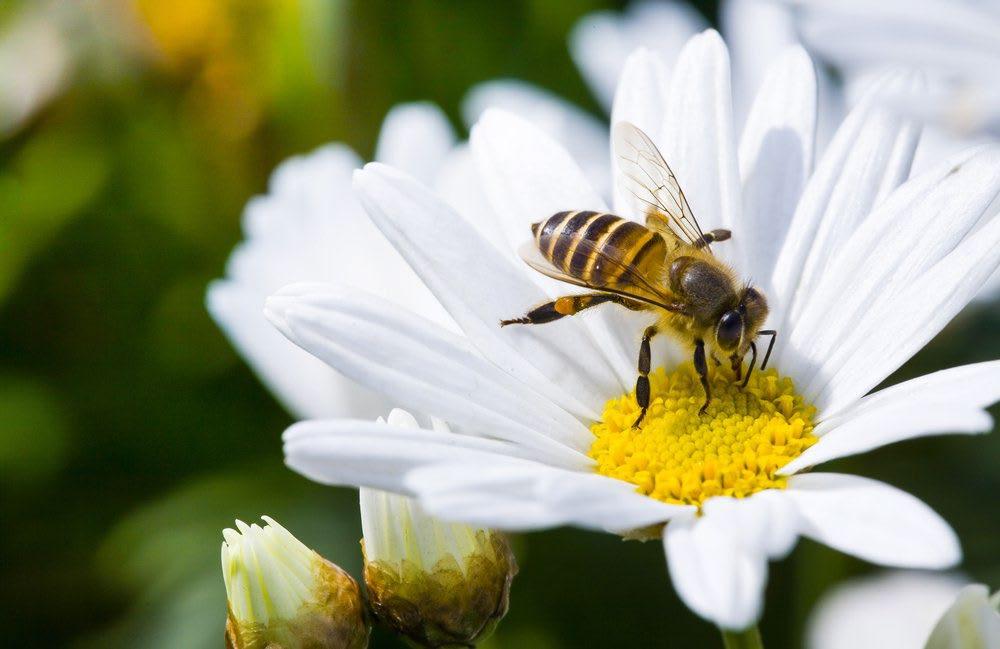 causa alergias (el polen de abeja rar vez causa síntomas de alergia y de las flores y plantas por las abejas y llevado de vuelta a la colmena.