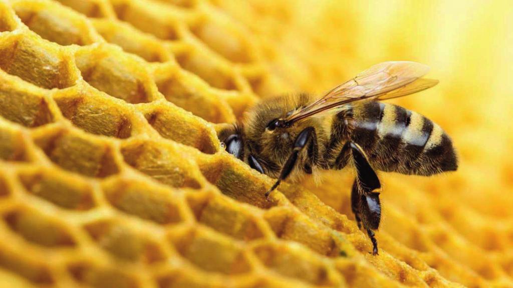 Naturaleza en estado puro causa alergias (el polen de abeja rar vez causa síntomas de alergia y de las flores y plantas por las abejas y