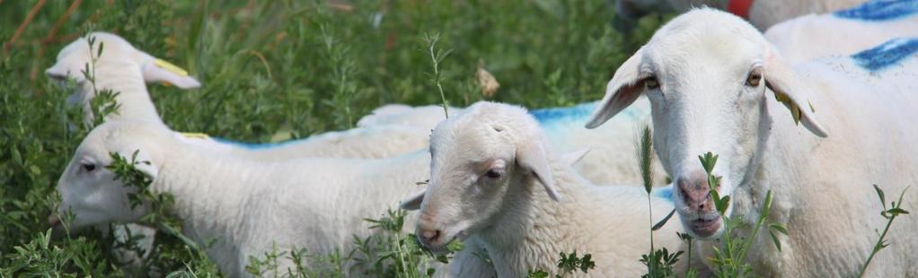 Resultados destacables Ensayos pastoreo alfalfa o esparceta durante la lactancia La dieta de la madre durante la lactación tuvo un gran efecto sobre las características de la canal y de la carne,