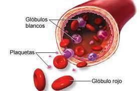La sangre (humor circulatorio) es un tejido fluido que circula por capilares, venas y arterias de todos los vertebrados e
