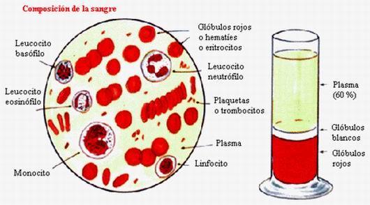 leucocitos y las plaquetas (40-45%) Plasma: la