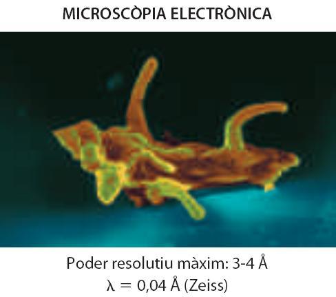 TORNA Microscopis: poder resolutiu Diferents