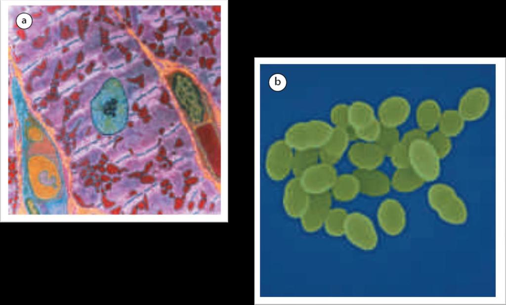Bacteri en forma de bacil vist