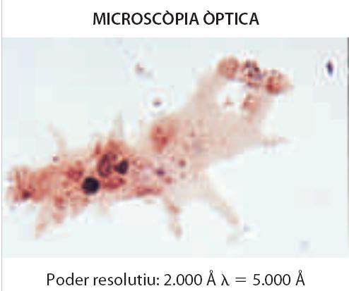 microscòpia òptica La microscòpia