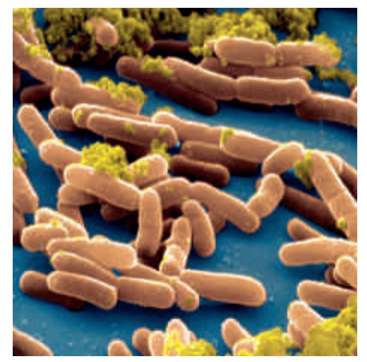 Bacteris (bacils i cocs)