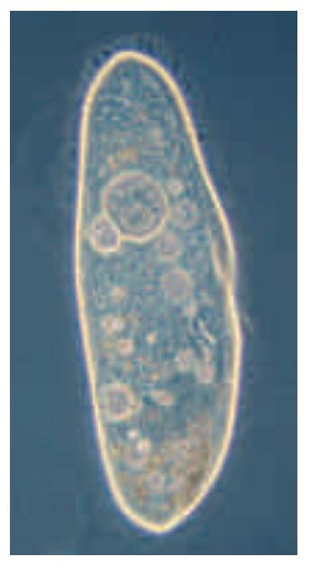 Cèl lules II Bacteri