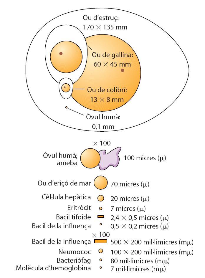 Mida comparativa d algunes cèl lules TORNA http://www.youtube.