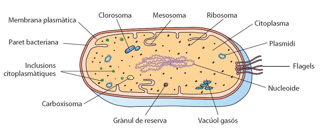 Les cèl lules procariotes Fotos de bacteris: