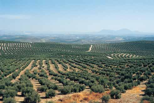 aceite de oliva 57 Evaluación de la sostenibilidad y eficiencia de las prácticas agrícolas en el olivar de municipios pertenecientes a las provincias de Jaén, Málaga y Almería Recomendaciones locales