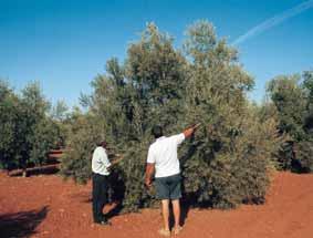 aceite de oliva 61 Recolección (Gráfico 5) Con respecto a la recolección, los datos del estudio han puesto de manifiesto que la mitad de las zonas estudiadas presentan una recolección insostenible,