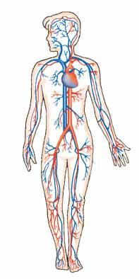 LA NUTRICIÓ 1 5. El sistema circulatori El sistema circulatori està format per tres elements: un seguit de conductes (venes, artèries i capil lars), un òrgan (el cor) i un fluid (la sang).