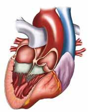 Les artèries són tots els conductes que surten del cor i arriben als teixits.