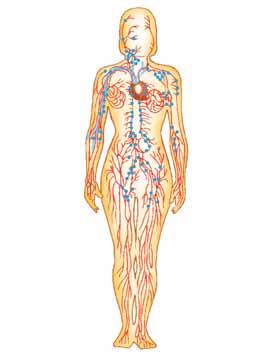LA NUTRICIÓ 1 Allà es produeix l intercanvi de gasos i la sang rica en oxigen torna a través de les venes pulmonars a l aurícula esquerra del cor.