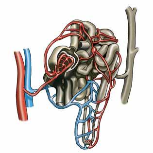 Interiorment tenen tres zones diferenciades: pelvis renal l escorça renal, la medul la renal i la pelvis renal.
