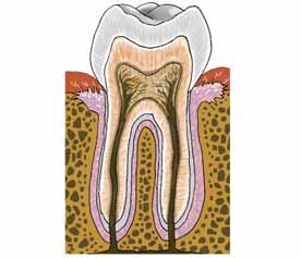 1 La boca intestí prim intestí gros La boca és l extrem d entrada dels aliments; s hi troben les dents i la llengua.
