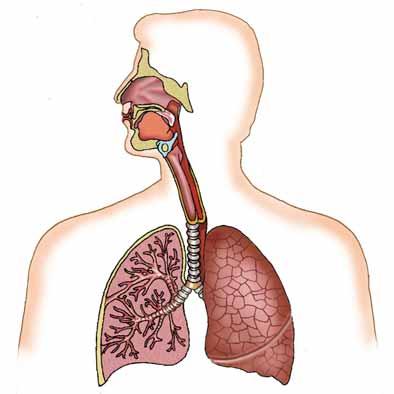 LA NUTRICIÓ 1 4. El sistema respiratori El sistema respiratori està format per un seguit de conductes, que reben el nom general de vies respiratòries, que desemboquen en dos òrgans: els pulmons.