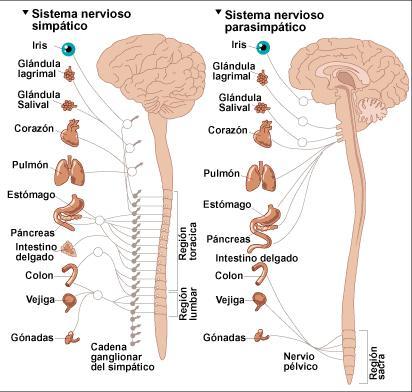 Sistema nervioso autónomo Subdivisiones (antagónicas): - SN Simpático: asociado a la regulación de acciones de