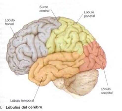 cerebrales Lóbulo
