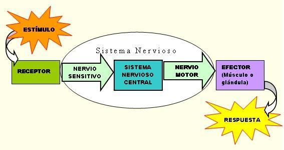 Funcionamiento general del Sistema Nervioso En un sistema