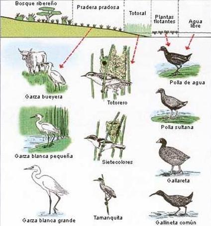- SIBLEY, D.A. 2010 (guía básica de características para identificación) - VIZCARRA, 2008, 2015 (fotos de aves de Ite) - VICETTI, 2008 (fotos de aves de Ite) Fig.3.