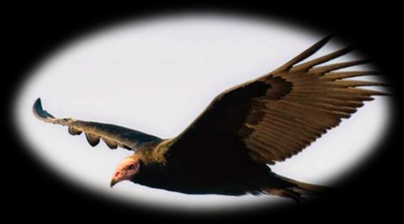 La cabeza, cuello y parte inferior del pecho son de color ante; la corona y la nuca son canela; las partes superiores y el pecho la banda son de color gris; el vientre y las plumas de vuelo son de