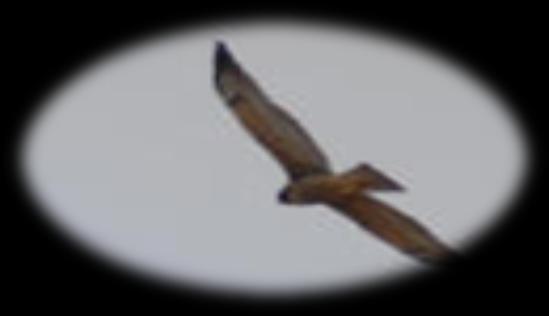 Mucho más grande y con alas más anchas y menos redondeadas que el juvenil del Aguilucho variable y típicamente con abdomen oscuro. Largo: 47-59cm, env. al. 113-151cm.