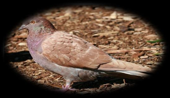 superiores de color marrón con puntas de pluma blancas y con flecos; el vientre y la frente son de color blanco, y la parte inferior de las alas como en el adulto. Largo: 33-35,5cm.