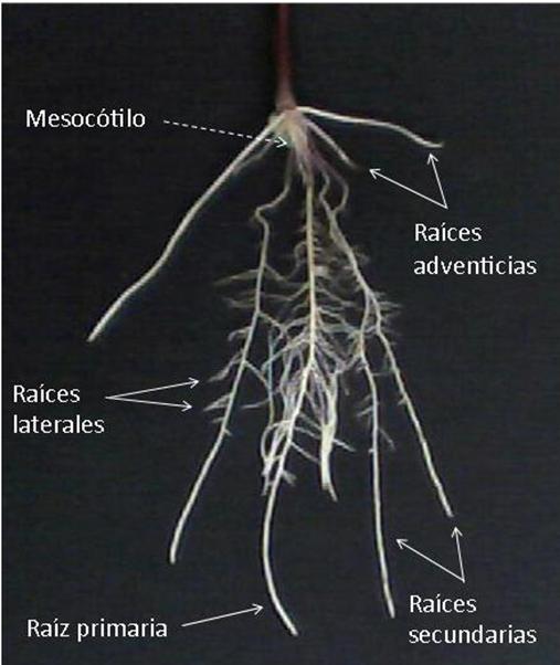 Indicadores de eficiencia a nitrógeno en maíz Reyes-Matamoros et al Figura 2. Partes de la raíz visible en las plántulas de maíz.