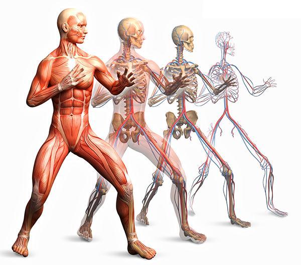 El sistema musculo esquelético esta formado por la unión de los huesos, articulaciones y los