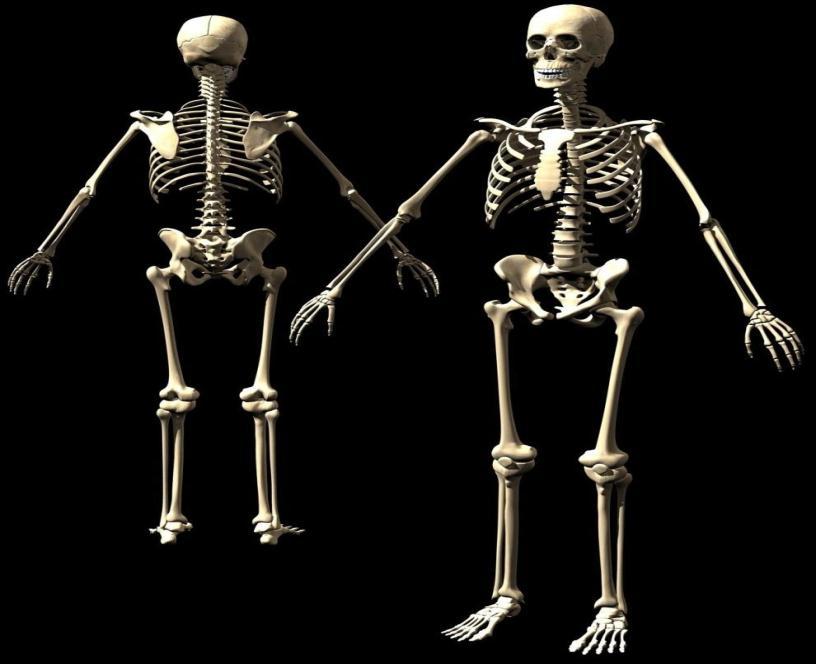 El esqueleto del ser humano esta formado por 206 huesos.