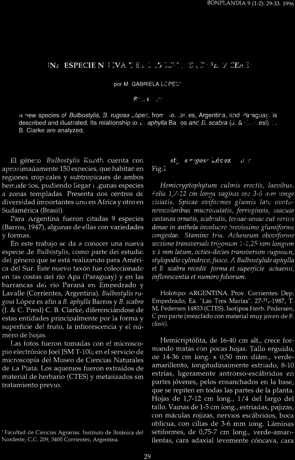 BONPLANDIA 9 (1-2): 29-33.1996 UNA ESPECIE NUEVA DE BULBOSTYLIS (CYPERACEAE) por M. GABRIELA LOPEZ1 Summary A new species of Bulbostylís, B.